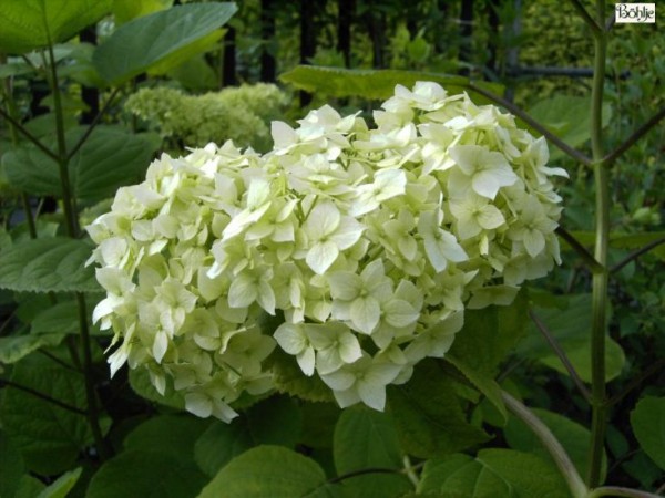 Hydrangea arborescens 'Grandiflora' -Hortensie-