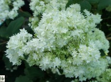 Hydrangea arborescens 'Hayes Starburst'