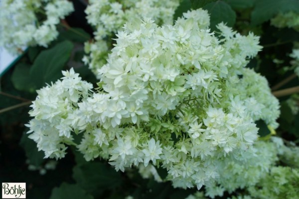 Hydrangea arborescens 'Hayes Starburst'