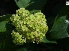 Hydrangea arborescens 'Lime Rickey' -R-