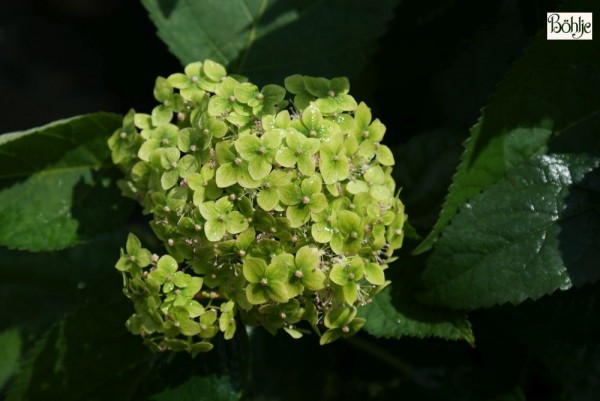 Hydrangea arborescens 'Lime Rickey' -R-