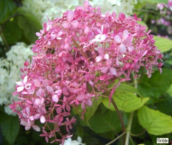 Hydrangea arborescens 'Pink Annabelle' -Hortensie-