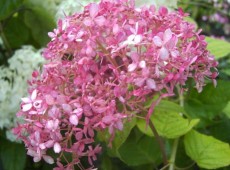 Hydrangea arborescens 'Pink Annabelle' -Hortensie-