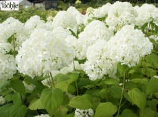 Hydrangea arborescens 'Sheep Cloud'