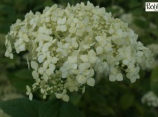 Hydrangea arborescens ssp. radiata -Silberhortensie-