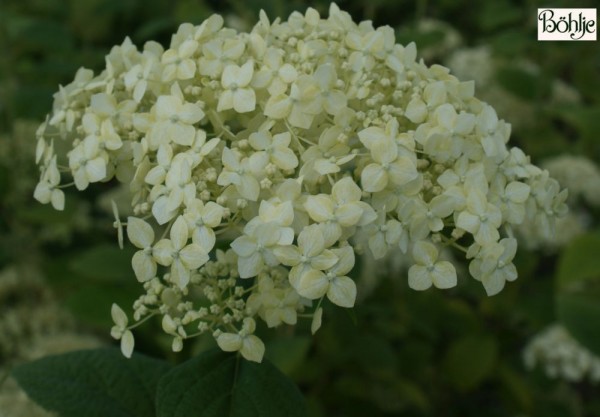 Hydrangea arborescens ssp. radiata -Silberhortensie-