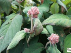 Hydrangea aspera 'Hot Chocolate' -R-