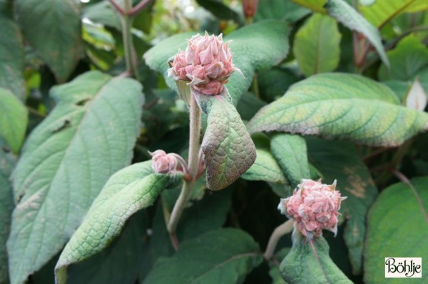 Hydrangea aspera 'Hot Chocolate' -R-