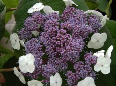 Hydrangea aspera 'Macrophylla' -Samthortensie-