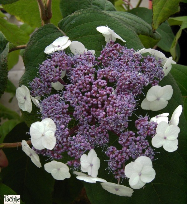 Hydrangea aspera 'Macrophylla' -Samthortensie-