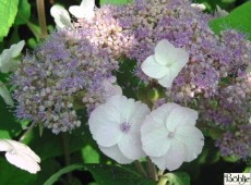 Hydrangea aspera 'Mauvette'