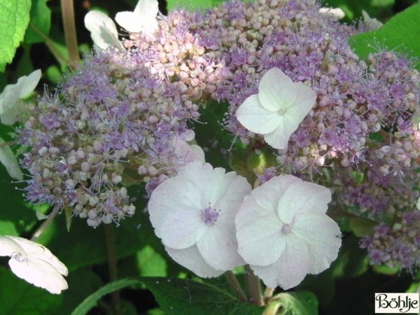 Hydrangea aspera 'Mauvette'