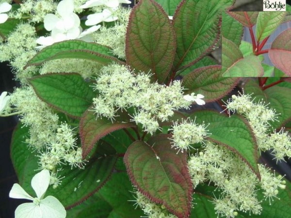 Hydrangea heteromalla 'Nepal Beauty' -asiatische Strauchhortensie -