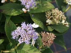 Hydrangea involucrata