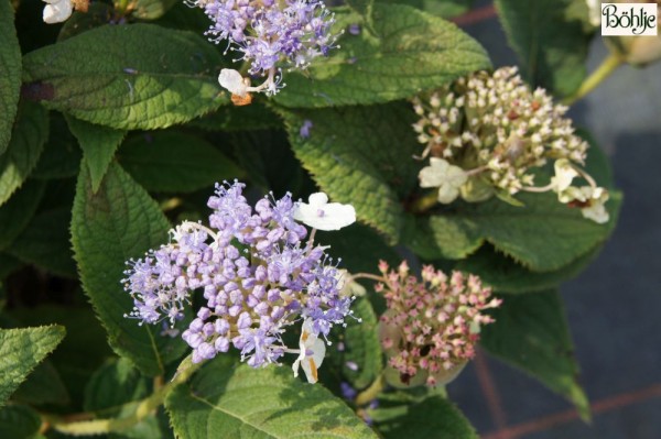 Hydrangea involucrata