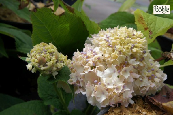 Hydrangea involucrata 'Sterilis'