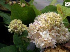 Hydrangea involucrata 'Sterilis'