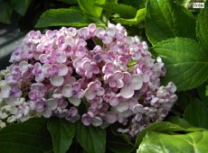 Hydrangea macrophylla 'Ayesha' -Bauernhortensie-