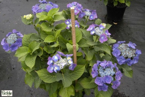 Hydrangea macrophylla 'Blaumeise' -Bauernhortensie-