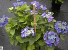 Hydrangea macrophylla 'Blaumeise' -Bauernhortensie-