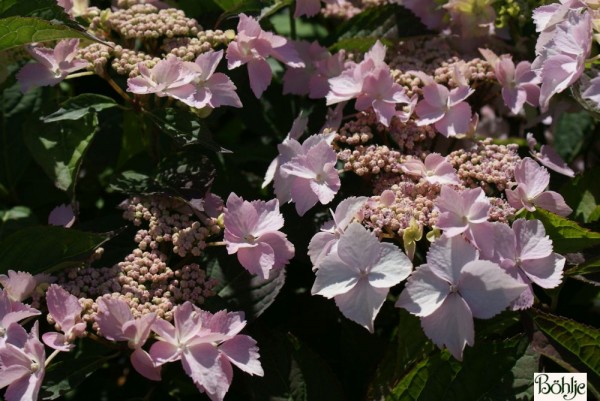 Hydrangea serrata 'Blue Deckle' -Gartenhortensie-