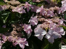 Hydrangea serrata 'Blue Deckle' -Gartenhortensie-