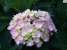 Hydrangea macrophylla 'Bouquet Rose' -Bauernhortensie-