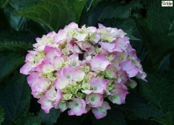 Hydrangea macrophylla 'Bouquet Rose' -Bauernhortensie-