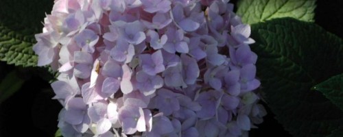 Hydrangea Endless Summer (Hortensie)