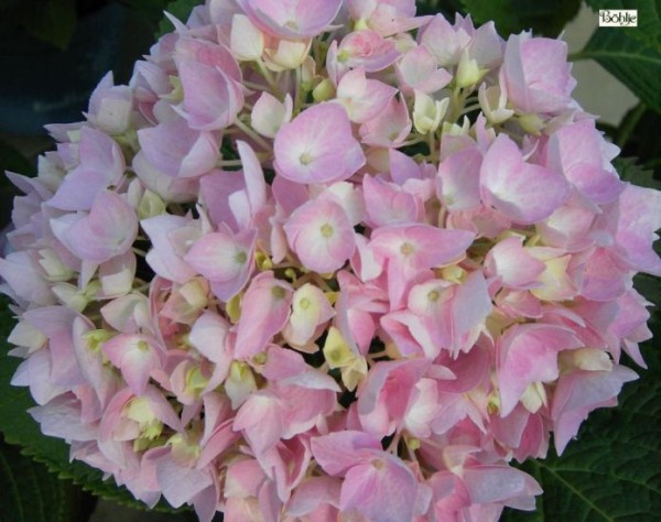 Hydrangea macrophylla 'Endless Summer' ® -Bauernhortensie-