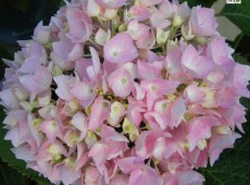Hydrangea macrophylla 'Endless Summer' ® -Bauernhortensie-