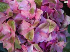 Hydrangea macrophylla 'Green Shadow' -Bauernhortensie-