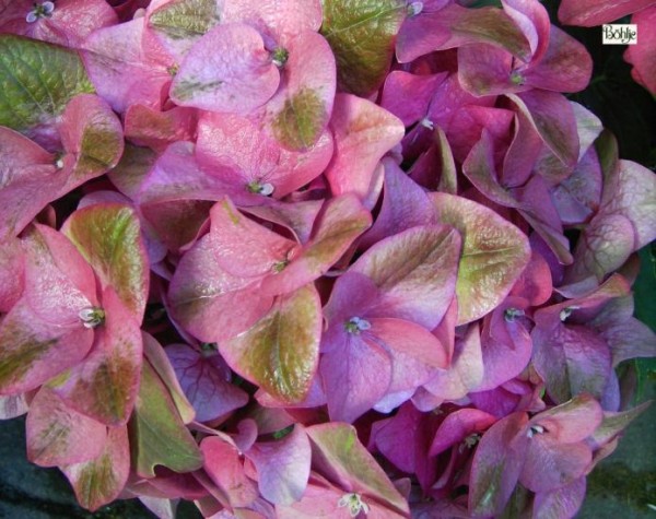 Hydrangea macrophylla 'Green Shadow' -Bauernhortensie-