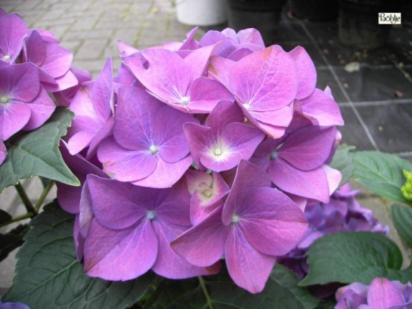 Hydrangea macrophylla 'Hobergine' -Bauernhortensie-