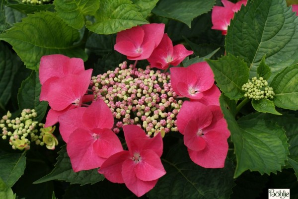 Hydrangea macrophylla 'Kardinal' -Bauernhortensie-