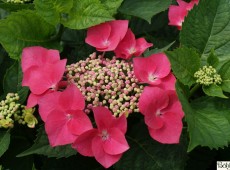 Hydrangea macrophylla 'Kardinal' -Bauernhortensie-