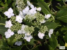 Hydrangea macrophylla 'Lanarth White' -Bauernhortensie-