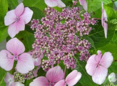 Hydrangea macrophylla 'Mariesii Perfecta' -Bauernhortensie-