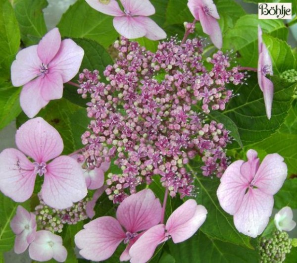 Hydrangea macrophylla 'Mariesii Perfecta' -Bauernhortensie-