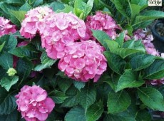 Hydrangea macrophylla 'Masja' -Bauernhortensie-