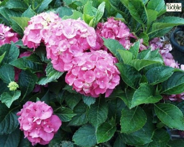 Hydrangea macrophylla 'Masja' -Bauernhortensie-