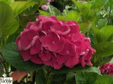 Hydrangea macrophylla 'Merveille Sanguine' -Bauernhortensie-