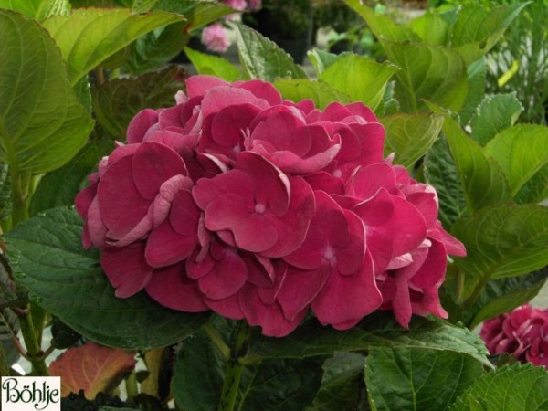 Hydrangea macrophylla 'Merveille Sanguine' -Bauernhortensie-