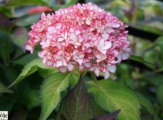 Hydrangea macrophylla 'Mirai' -Bauernhortensie-