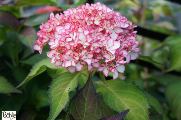 Hydrangea macrophylla 'Mirai' -Bauernhortensie-