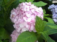 Hydrangea macrophylla 'Nikko Blue' -Bauernhortensie-