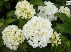 Hydrangea macrophylla 'Nymphe' -Bauernhortensie-