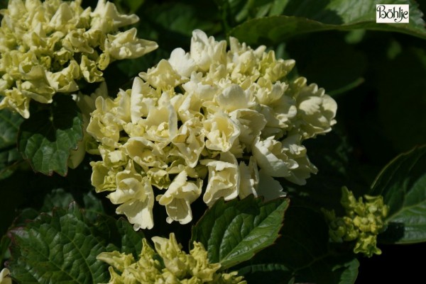 Hydrangea macrophylla 'Schneeball' -S- -Bauernhortensie-