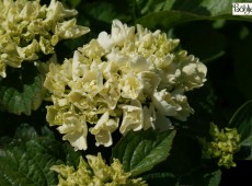 Hydrangea macrophylla 'Schneeball' -S- -Bauernhortensie-