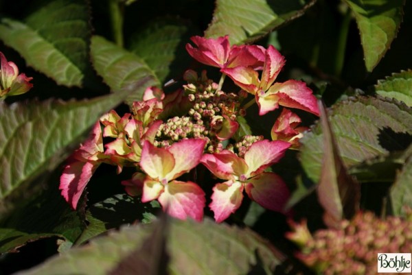 Hydrangea macrophylla 'Selina' -Bauernhortensie-